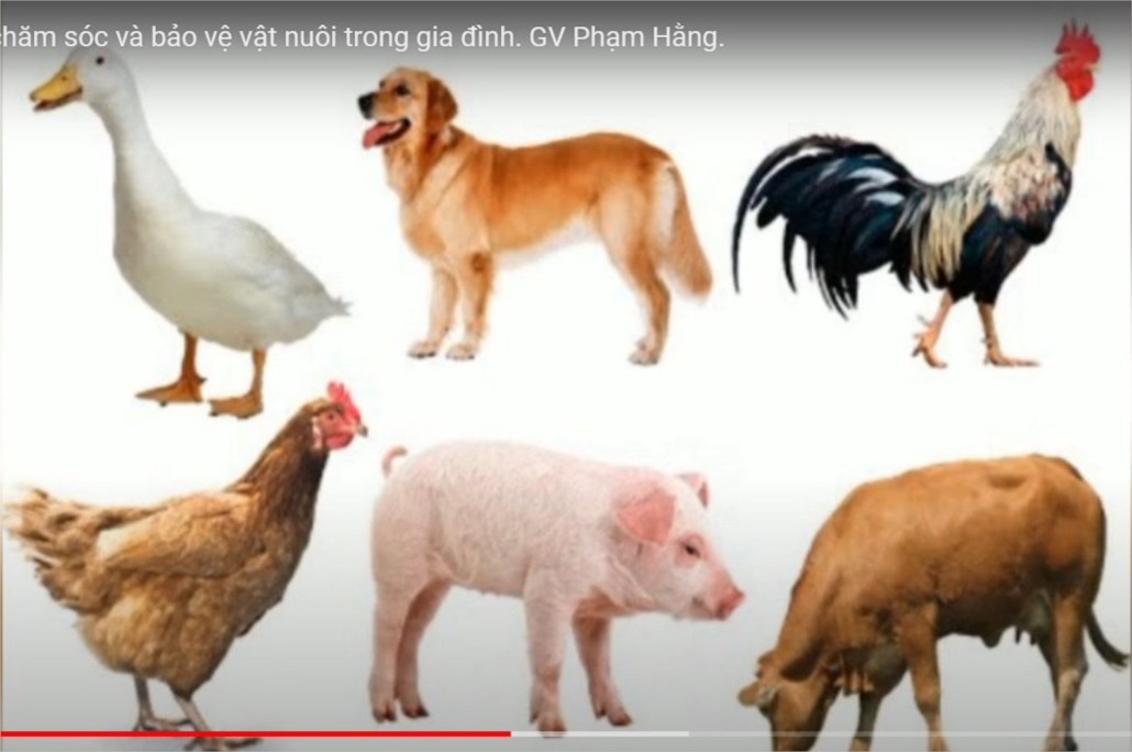 HĐ Khám phá   Vật nuôi trong gia đình  - Giáo viên: Phạm Thị Hằng